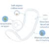 Natuurlijk Maandverband - Ultra Pads Super+ - 12 stuks - Natracare - Afbeelding 2